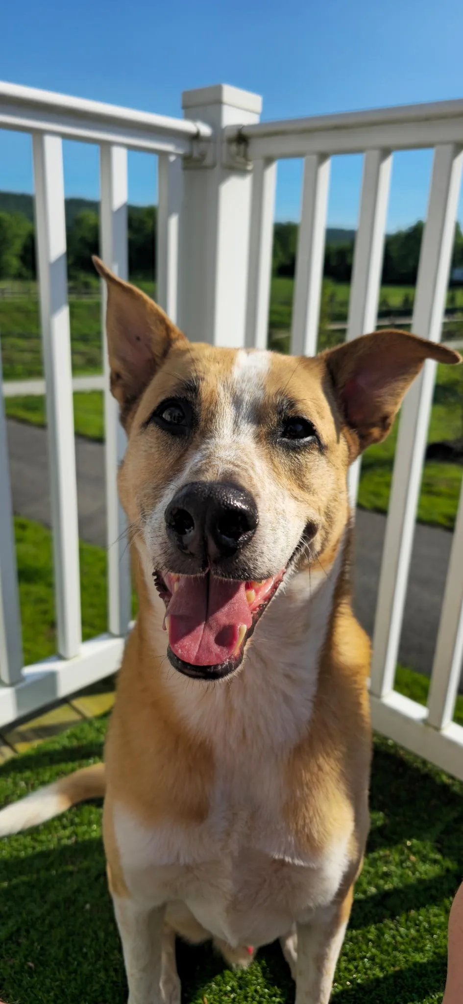 Gatsby, one of Aiden's dogs