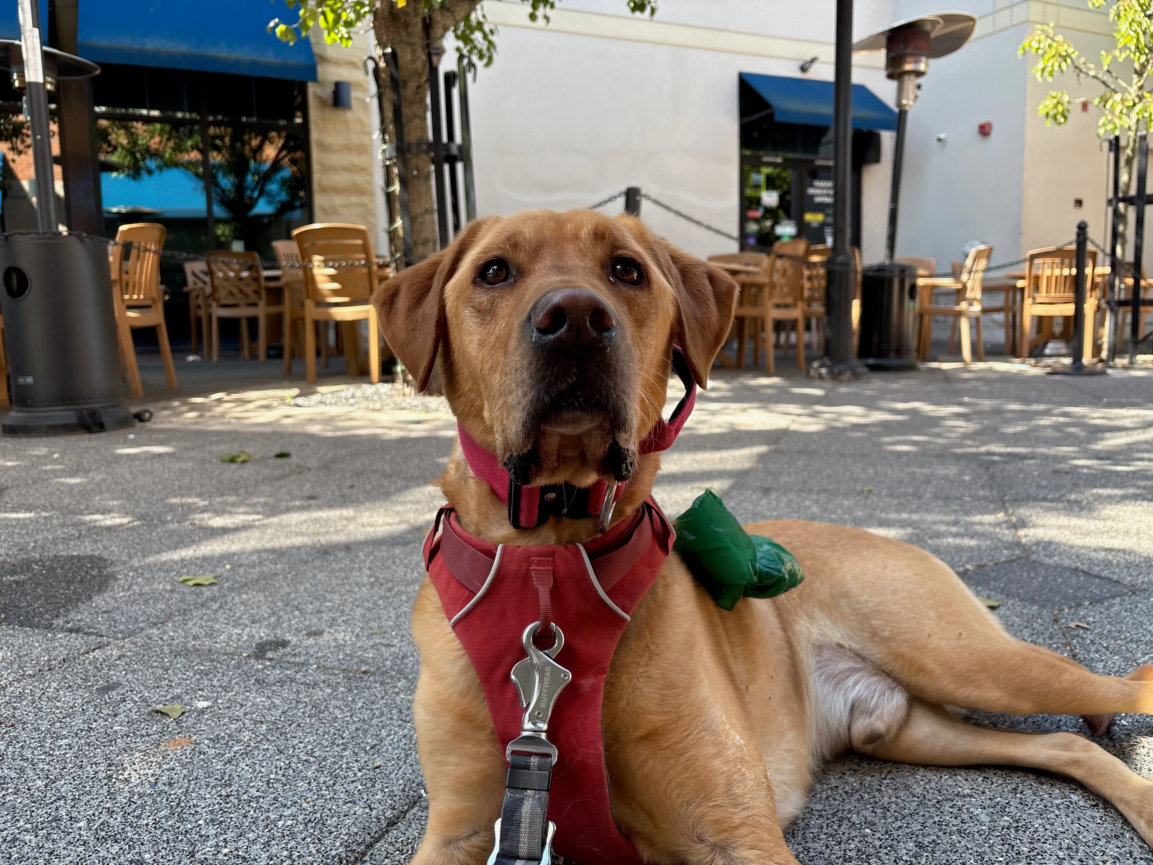 Tenzin, one of Aiden's dogs